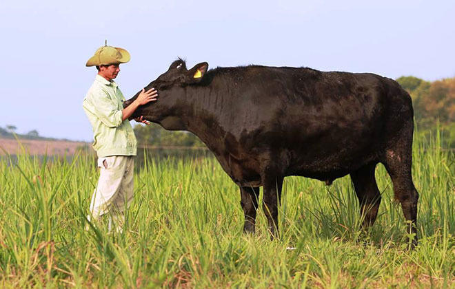 Công ty chăn nuôi bò kobe Việt Nam